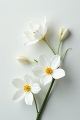 Four pristine white blossoms, minimalist arrangement , bright, flower photography