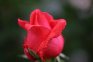 red tulip on green background