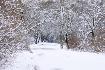 winter background, photo of snowy tree branches and forest road in winter