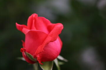 red rose bud
