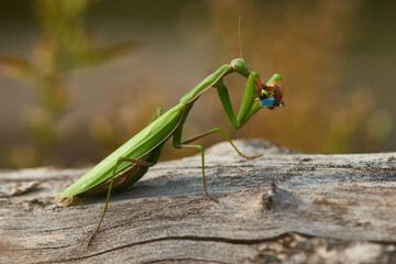 Europäische Gottesanbeterin (Mantis religiosa) mit erbeuteter Blauflügeliger Ödlandschrecke