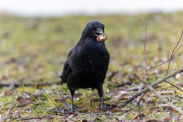 Kolkrabe mit Nuss im Schnabel