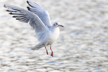 Lachmöwe im Anflug