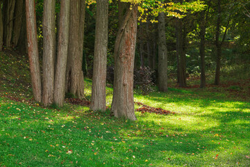 forest landscape spring sunny morning picturesque nature grass lawn environment space