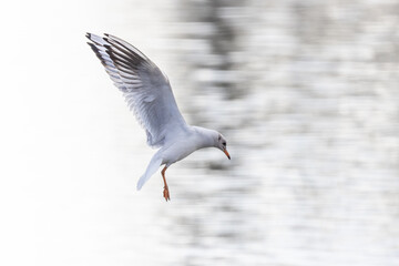 Lachmöwe im Anflug
