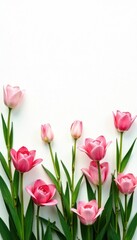 Fototapeta premium Lush ornamental grass, pink blooms, white background, petal, grass