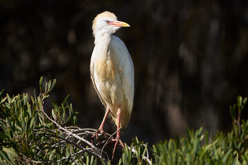 Kuhreiher (Bubulcus ibis) im Prachtkleid steht auf einem Ast über einem grünen Busch - Arrecife, Lanzarote, Kanarische Inseln