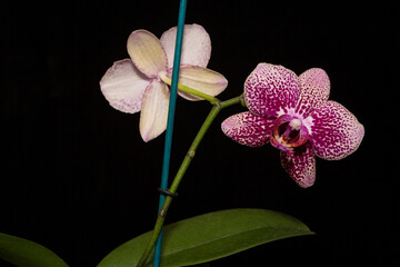 Branch  orchid. The Bowie variety.