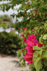 Pink Bougainvillea Flowers Growing Near Water in Bradenton Florida