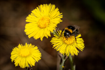bumblebee  on yellow flower