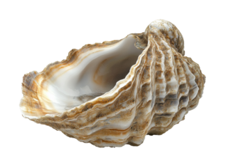 Collecting unique shells at the beach isolated on transparent background, png