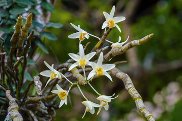Closeup view of creamy white and orange yellow flowers of epiphytic orchid species dendrobium...