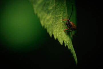 bug on a leaf