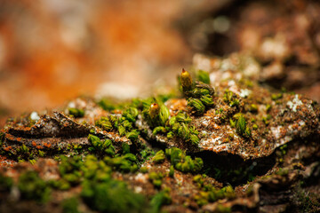 moss on a rock