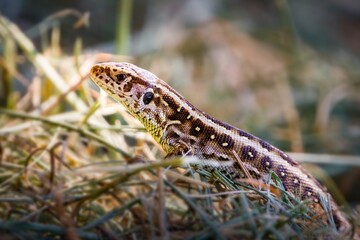 lizard on the grass