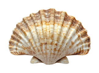 Seashell beach nature calm isolated on transparent background, png