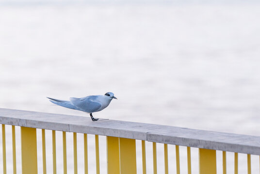 Charr&aacute;n sobre una baranda amarilla cerca del r&iacute;o