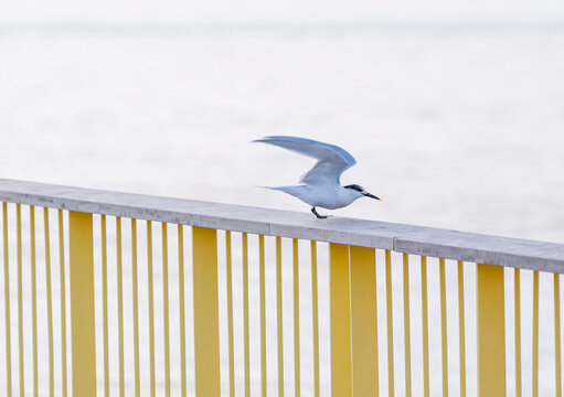 Charr&aacute;n sobre una baranda amarilla cerca del r&iacute;o