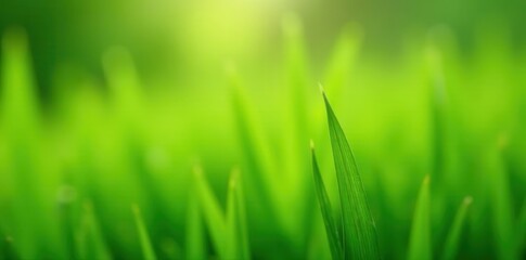 Obraz premium Close-up detail of coarse meadow grass blades, closeup, canadian, grassland