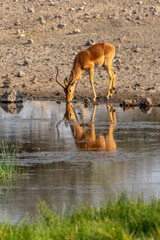 Close up photo of a male impala drinking at at a waterhole, water reflections, wildlife safari and game drive in Namibia, Africa