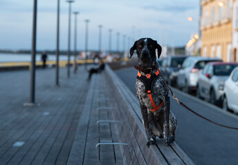 Dog black and white near to the river