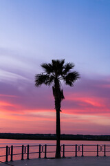 Silueta de una palmera al atardecer