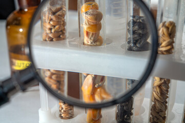 Laboratory studies of corn seeds. Studies on the analysis of agricultural grains and seeds in laboratory conditions.