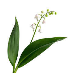 Fototapeta premium Lily of the valley flower on transparent background