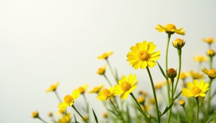 Fototapeta premium Dainty yellow wildflowers, delicate petals, pristine white wall , delicate, beauty, flower