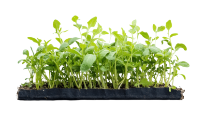 Growing green plants in nursery setting isolated on transparent background, png