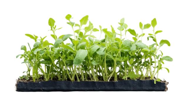 Growing green plants in nursery setting isolated on transparent background, png