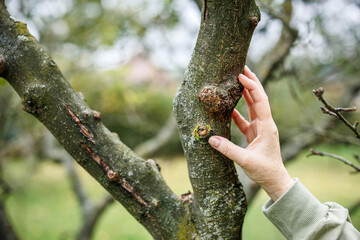 Apple tree canker on branch. Gardener controlling diseased plant and fungal infection in orchard....