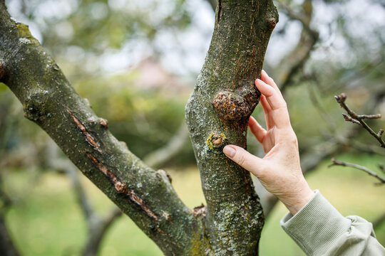 Apple tree canker on branch. Gardener controlling diseased plant and fungal infection in orchard. Tree care and arboriculture