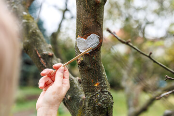 Gardener is applying tree pruning sealer or wound dressing to prevent infection and fungal or...