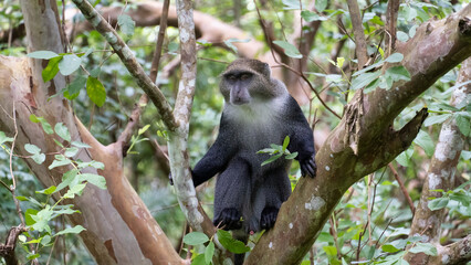 Monkey in a Lush Forest Unveiling the Wonders of Wildlife in Their Natural Habitat Jozani Zanzibar Africa
