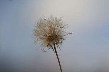 Obraz premium Inverno24