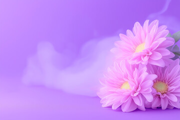 Fototapeta premium pink chrysanthemum flowers
