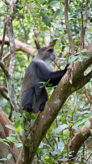 A Playful Monkey Climbing in a Lush and Vibrant Jungle Environment Full of Life and Color Jozani Zanzibar Africa