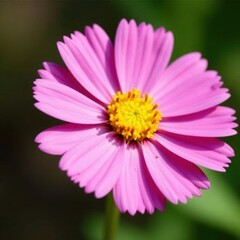 Obraz premium Delicate pink petals surround a sunny yellow center , image, beautiful