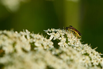 Tenthredo notha bei der Nektarsuche