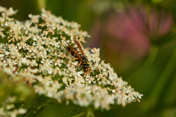 Gallische Feldwespe (Polistes dominula)
