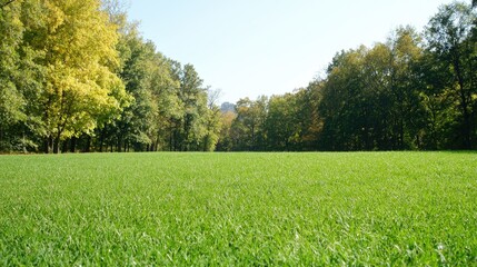 Obraz premium Autumn Forest Meadow. Tranquil scenery. Possible use for nature backgrounds, peaceful landscapes