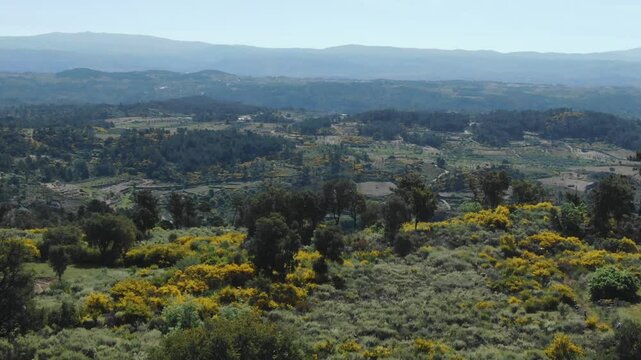 Hills and blooming yellow wildflowers, Portugal. Aerial drone panoramic view