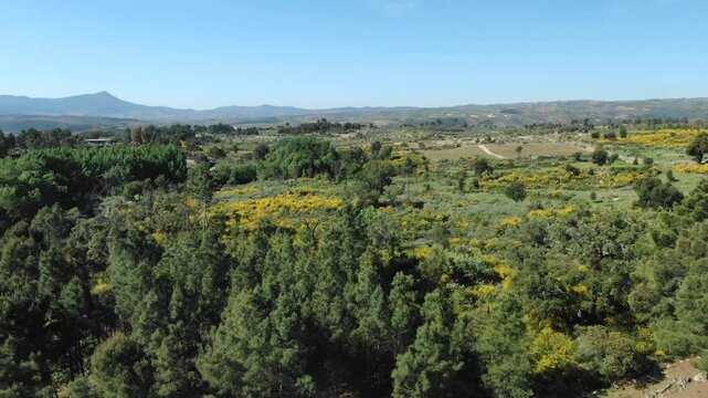 Lush green countryside with yellow wildflowers, Portugal. Aerial forward