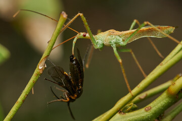 Insect predator devouring prey in greenery