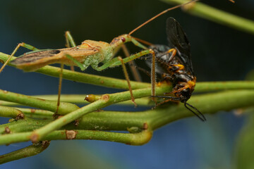 Macro shot of insect predator action