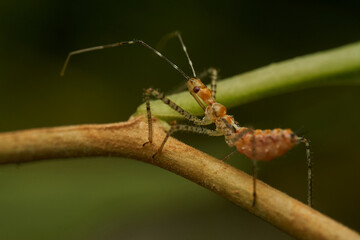 Macro shot of insect predator action