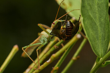 Insect predator devouring prey in greenery