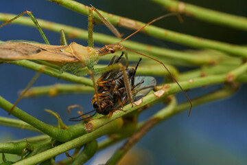 Insect predator devouring prey in greenery