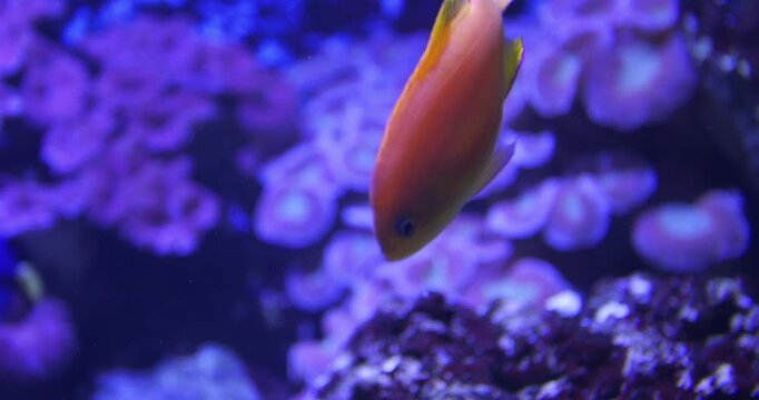 Lyretail Anthias, beautiful orange tropical fish swimming around a coral reef 4k